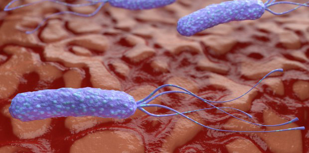 Helicobacter pylori bakterija